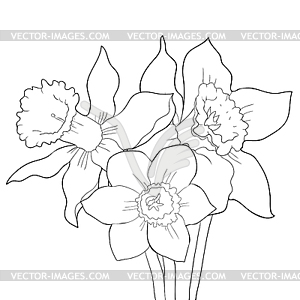 Is daffodil flower spring - vector image