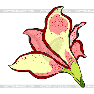 Is hippeastrum amaryllis flower - vector image