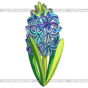Is hyacinth spring flower - color vector clipart