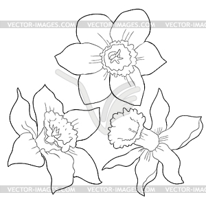 Is daffodil flower spring - vector image