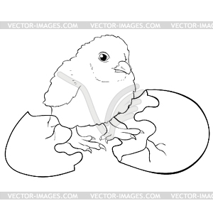 Coloring chicken baby hatched of an egg - vector image