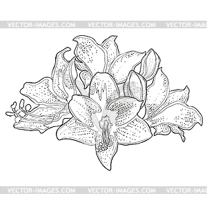 Это цветок hippeastrum amaryllis - изображение векторного клипарта