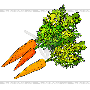 Carrots with top green vegetable - vector clipart