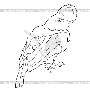 Bird of paradise, rocky cock - vector clipart