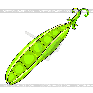 Peas in pod vegetable natural - color vector clipart