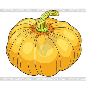 Pumpkin is real vegetable vegetarian - vector image