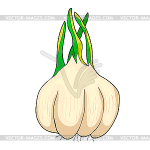 Is garlic vegetable - vector clipart