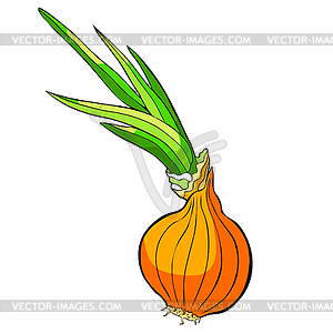 Is onion organic vegetables - vector image