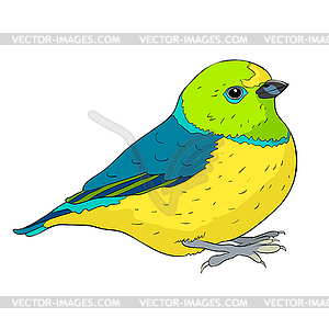 Bird green organist Tanager family - vector clip art