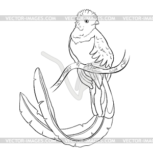 Resplendent quetzal bird male - vector clipart / vector image