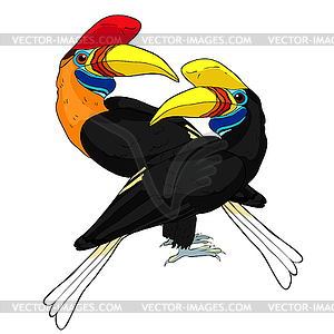 Male and female rhino bird of Sulawes kalao illustra - vector clipart / vector image