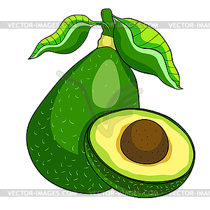 Exotic fruit of tropical avocado - vector clip art