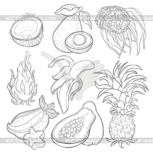 Set of exotic fruits pandan banana avocado coconut - vector clip art