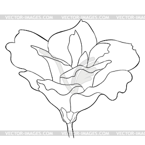 Peony flowers eustoma indoor plants - vector image