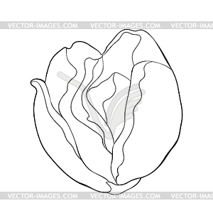 Coloring flower bloom japanese anemone - vector clipart