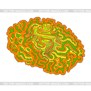 Exotic Phrygian brain coral in tropical sea. - vector clipart