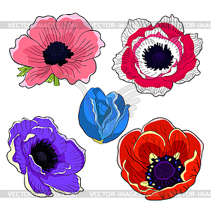 Цветок расцвет японский анемон - клипарт в векторном формате