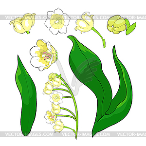 Flower lily of valley - vector clipart / vector image