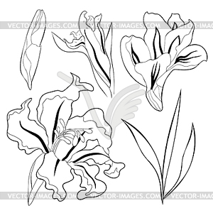 Is gladiolus flower natural - vector clip art