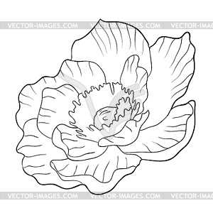 Раскраска цветок расцвет японский анемон - иллюстрация в векторном формате