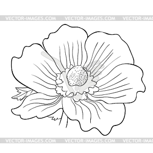 Coloring flower bloom japanese anemone - vector clipart