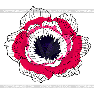 Flower bloom japanese anemone - vector clipart