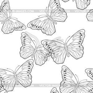 Seamless pattern Indonesia exotic Butterfly Hebomoi - vector clip art