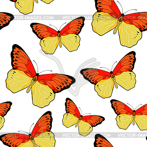 Seamless pattern Indonesia exotic Butterfly Hebomoi - vector image