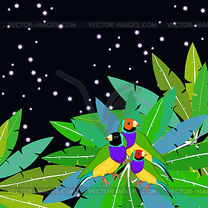 Amadin guldova Bird australia on star sky on palm i - vector EPS clipart