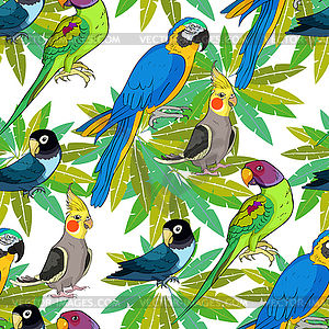 Seamless pattern Indian ringed parrot ozherelovy, - vector image