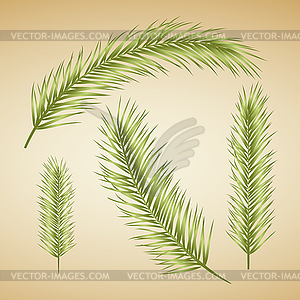 Palm Tree Leaves - vector clipart
