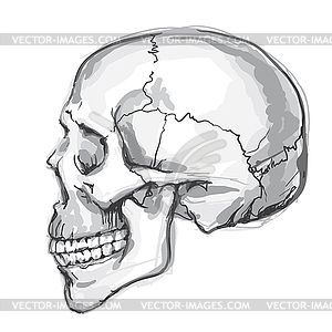 Human skull - vector image