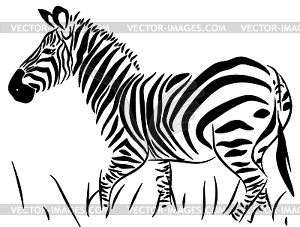Full Body Zebra - vector image
