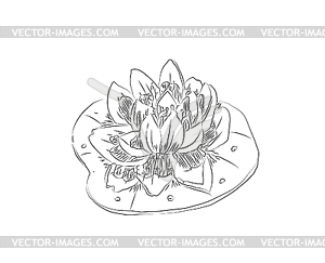 White water ilies black and white hand drawing - vector clipart