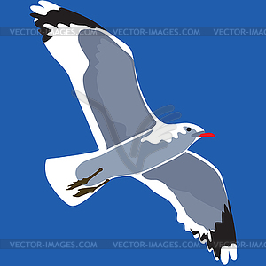 Seagull in flight, seagull in sky - vector clipart