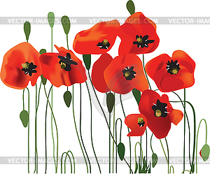 Poppy background, flower art, - vector EPS clipart