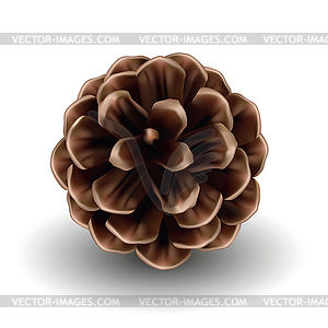 Pine cone isolated on white background - vector clip art