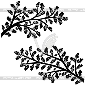 Oak branches with leaves and acorns on white background - vector clipart / vector image