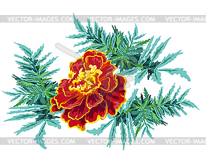 Flower marigold - vector image