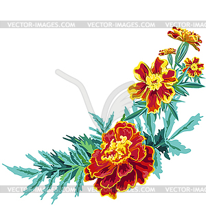 Flower marigold v - vector clipart