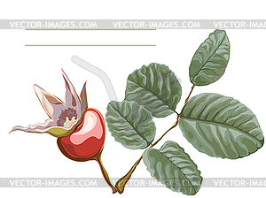 Dogrose base - vector clip art