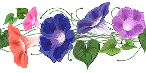 Brush Flower Bindweed - vector image