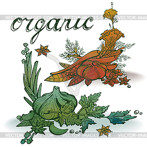 Spices organic watercolor - vector clipart