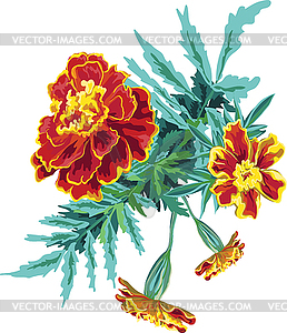 marigold flower clipart vector