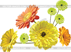 Gerbera flowers - greeting card graceful bouquet, - vector image