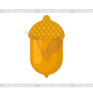Golden acorn . fruit of oak of gold - vector image