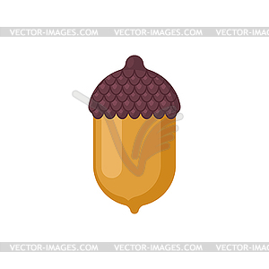 Acorn . fruit of oak - vector clipart