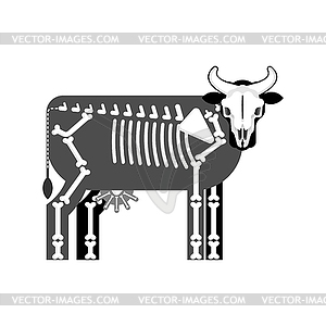 Cow skeleton . Farm animal bones. Bull anatomy. i - vector clip art