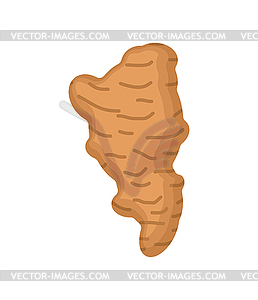 Jerusalem artichoke . Topinambur tuber illustrati - vector image