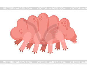 Tardigrada type of microscopic invertebrate - vector image